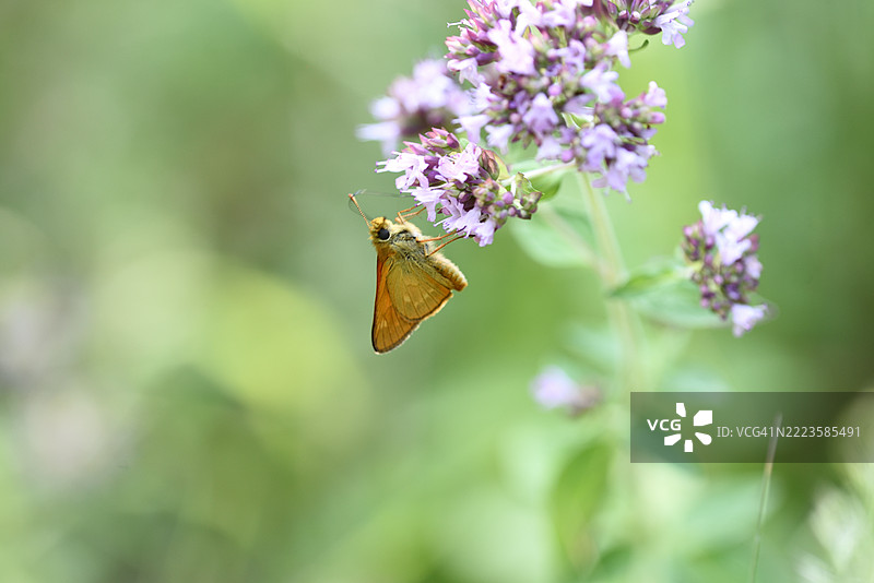 在牛至上的蜡蝉科昆虫图片素材