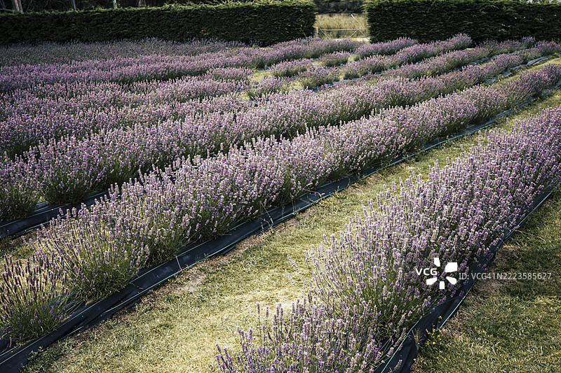 农场里的薰衣草花田图片素材