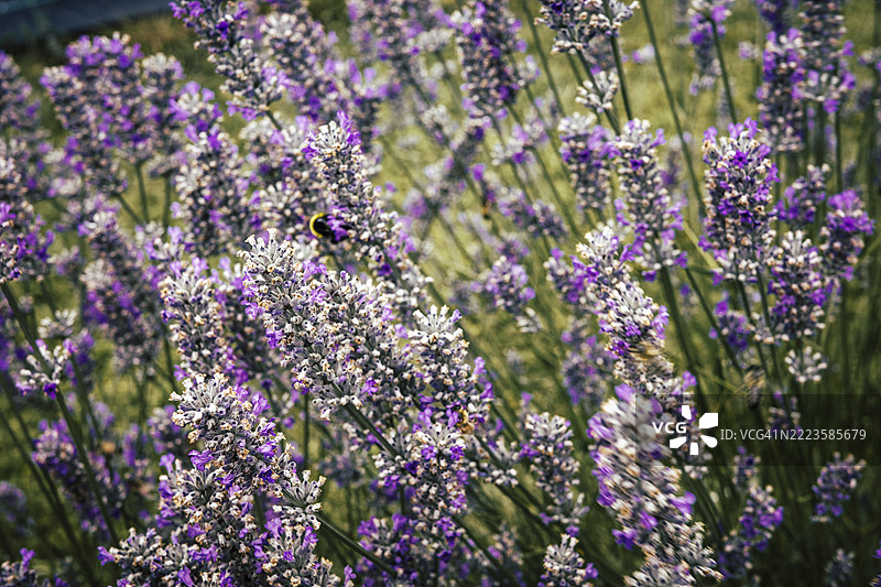 薰衣草花的特写镜头图片素材