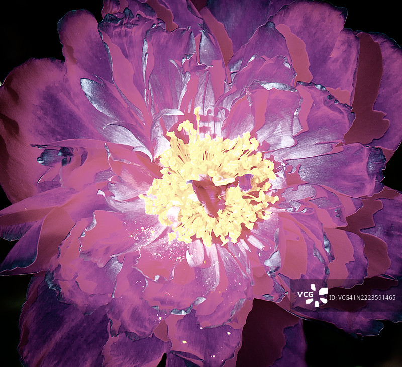 抽象牡丹花（Paeonia Lactiflora）的特写镜头。图片素材