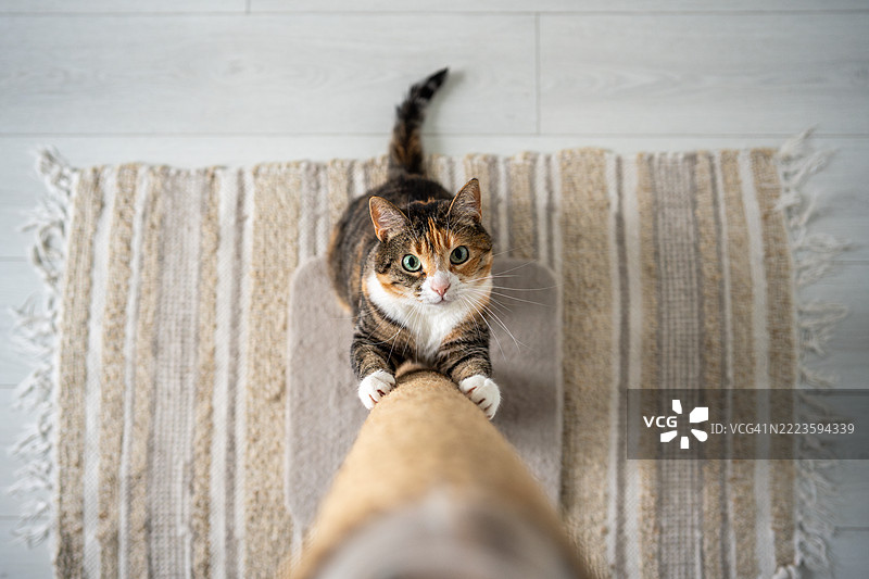 可爱的猫在家中抓挠猫树柱。宠物护理，猫科动物本能，爪子维护俯视图图片素材