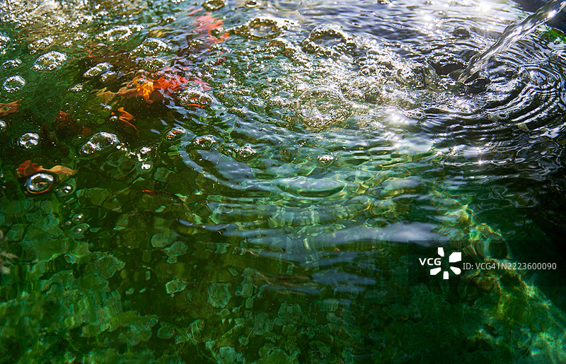 波光粼粼的锦鲤池，水中充满氧气，偶尔可见色彩斑斓的鱼群图片素材