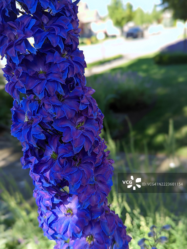 飞燕草图片素材