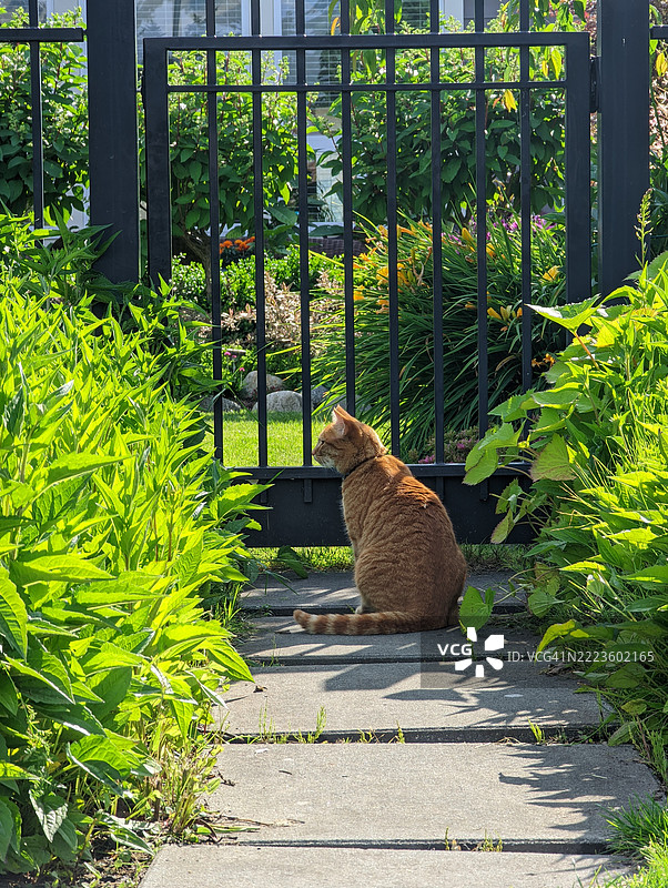 花园里的橘猫图片素材