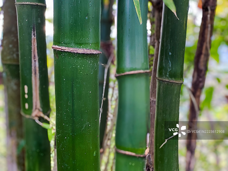 绿色竹子树干的特写图片素材