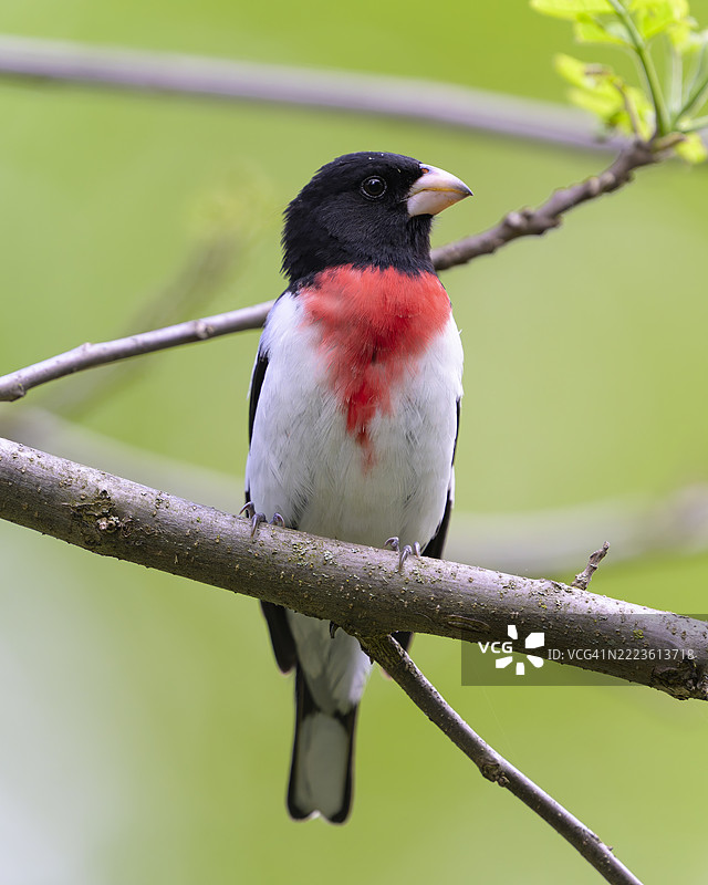 玫瑰胸鸫图片素材