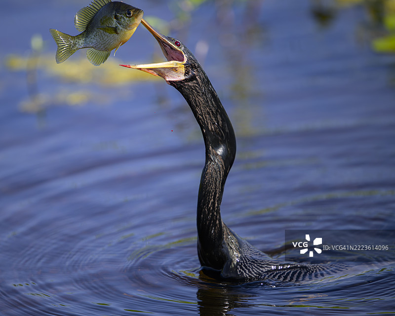 安格尔鸟在空中抛鱼图片素材