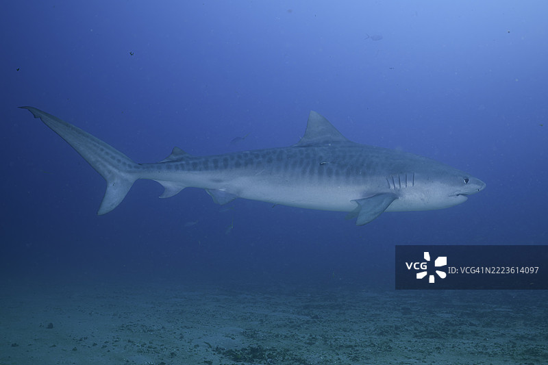 虎鲨图片素材