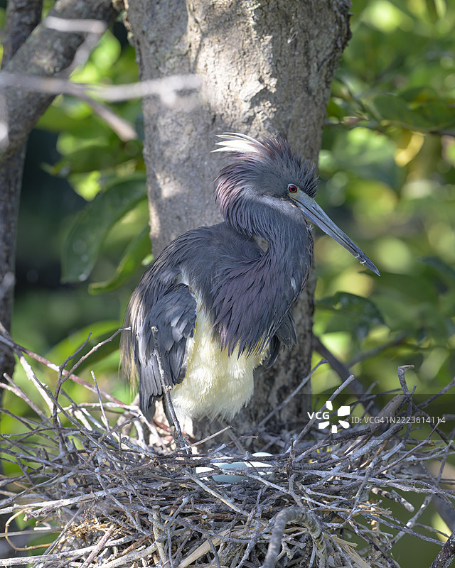 三色鹭在巢中图片素材