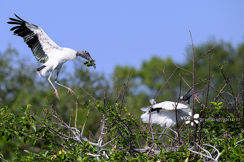 木鹳将花朵送到巢中图片素材