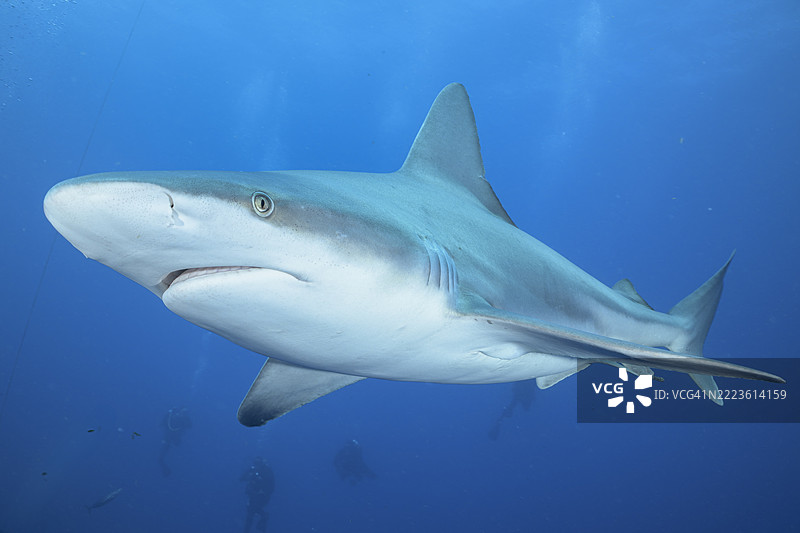 沙洲鲨图片素材