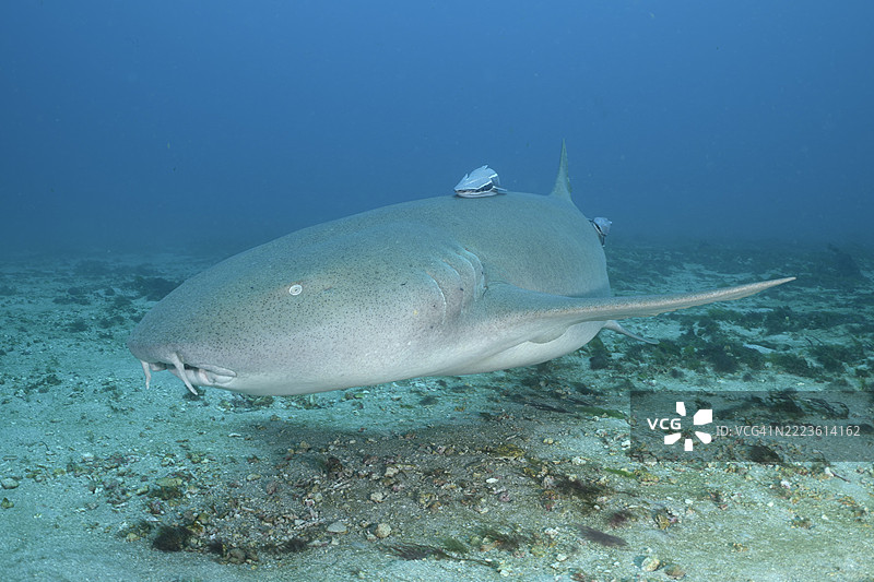 护士鲨图片素材