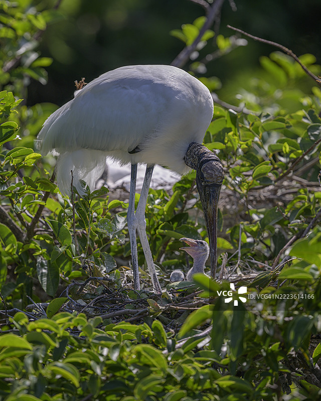木鹳喂养幼鸟图片素材