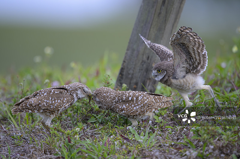 埋穴猫头鹰喂养幼鸟家庭图片素材