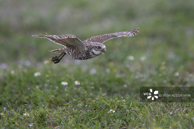 飞翔的穴居猫头鹰图片素材