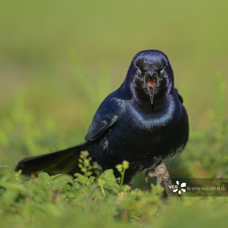 闭眼的普通乌鸦看起来很具威胁性图片素材
