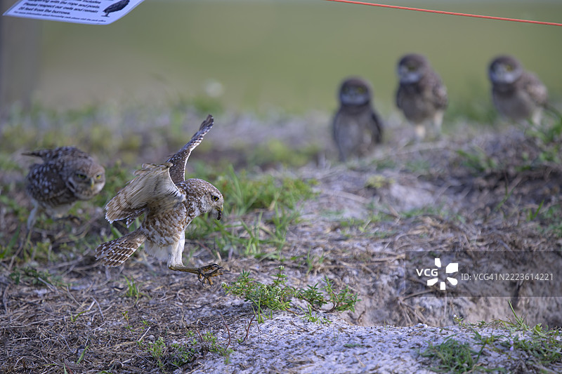 埋头苦干的猫头鹰喂养幼鸟家庭图片素材