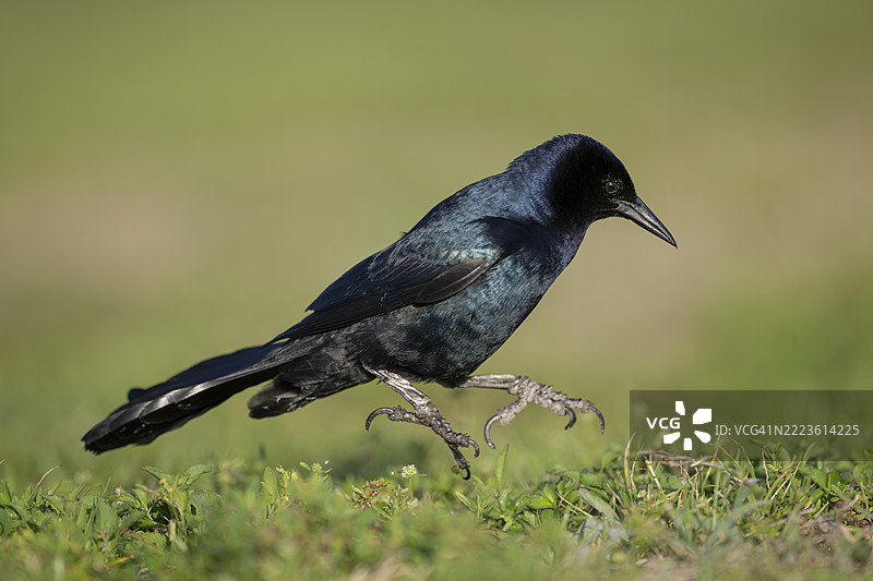 普通黑鸦在跳跃图片素材