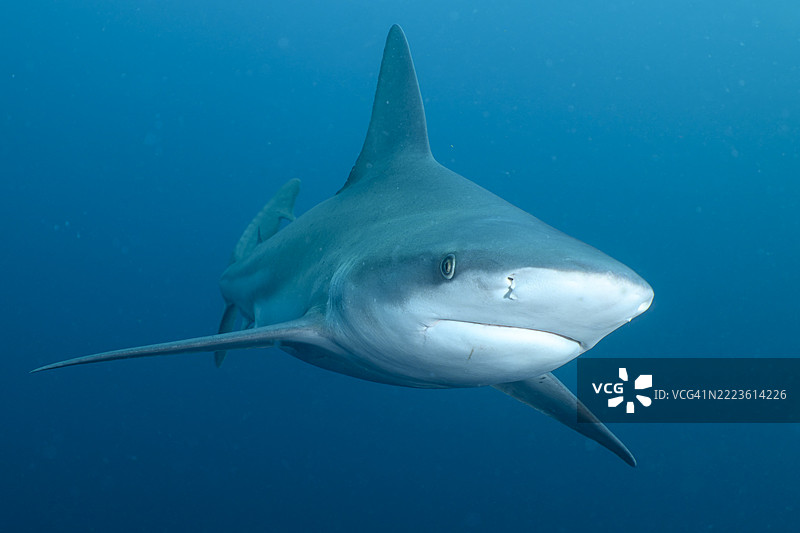 沙洲鲨图片素材
