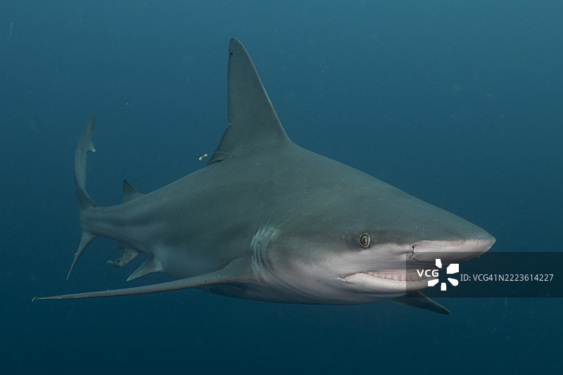 沙洲鲨图片素材
