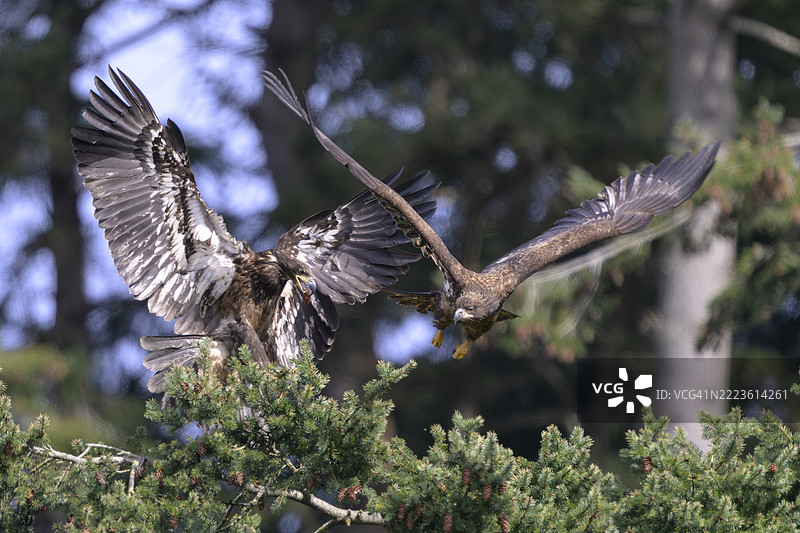 幼年秃鹰在打斗图片素材