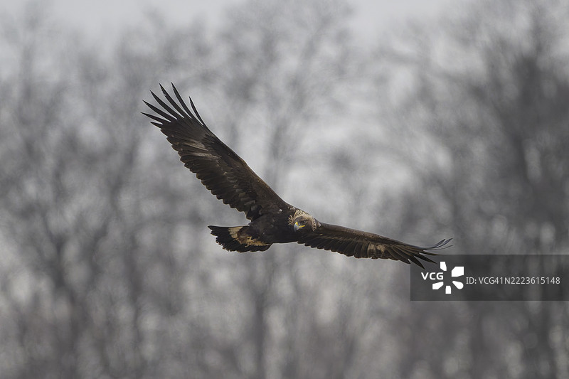 金雕狩猎图片素材
