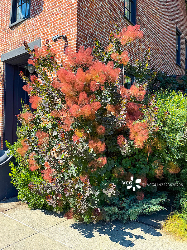 阳光下的烟树图片素材