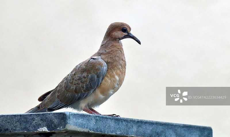 笑鸠 (Spilopelia senegalensis)图片素材
