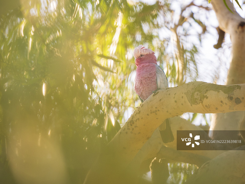 玫瑰面鹦鹉（Eolophus roseicapilla）栖息在桉树上图片素材