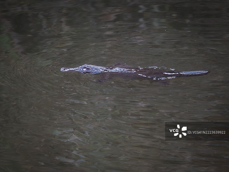 鸭嘴兽（鸭嘴兽，学名：Ornithorhynchus anatinus）在河中游泳图片素材