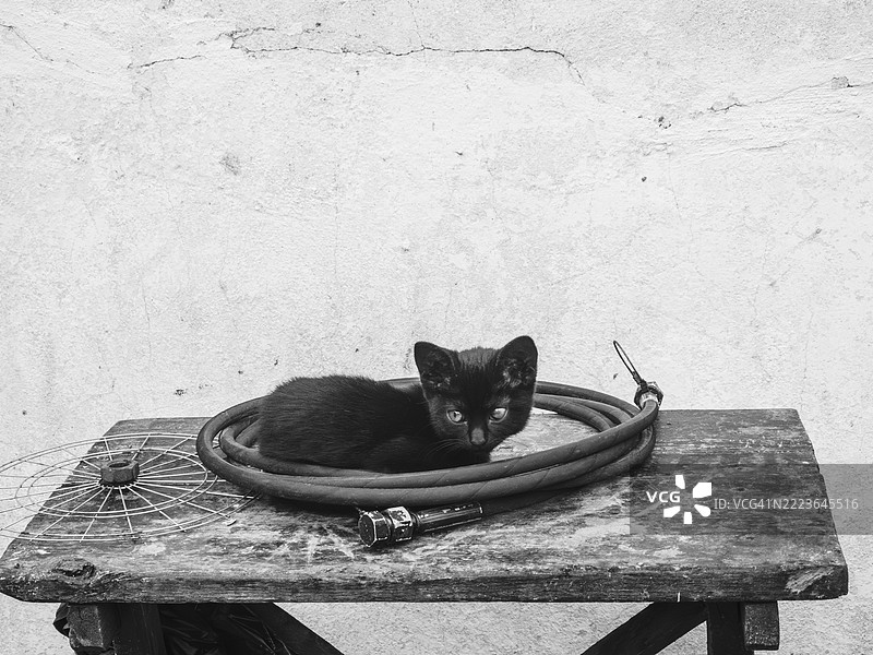 好奇的小黑猫在复古环境中的木质桌子上玩耍，周围是花园工具，正值正午时分。图片素材