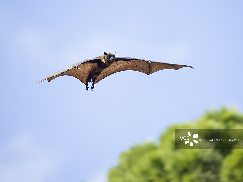 灰头飞狐（Pteropus poliocephalus）飞翔图片素材