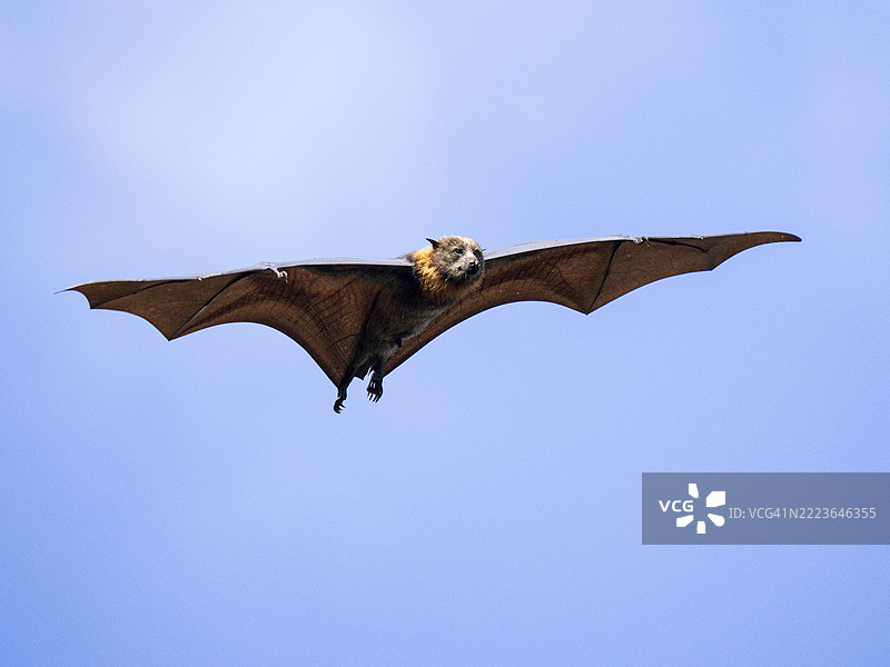灰头飞狐（Pteropus poliocephalus）飞翔图片素材