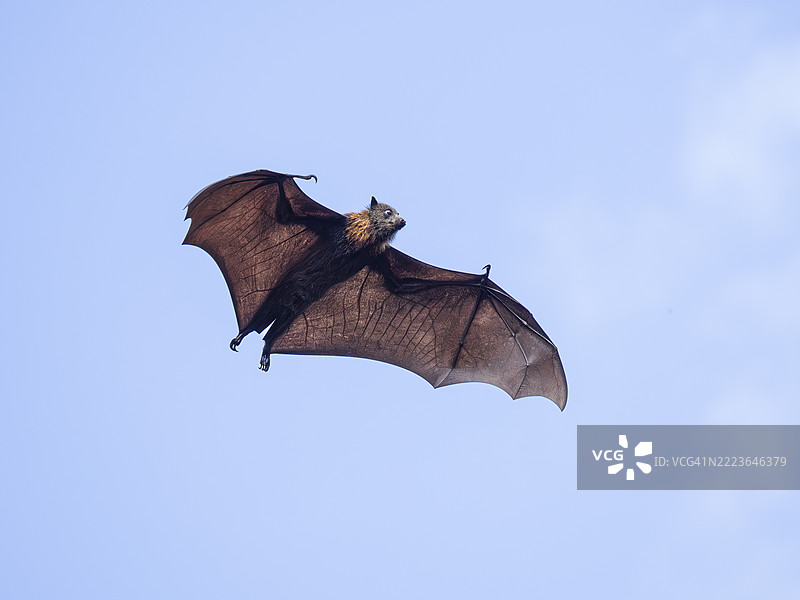灰头飞狐（Pteropus poliocephalus）飞翔图片素材