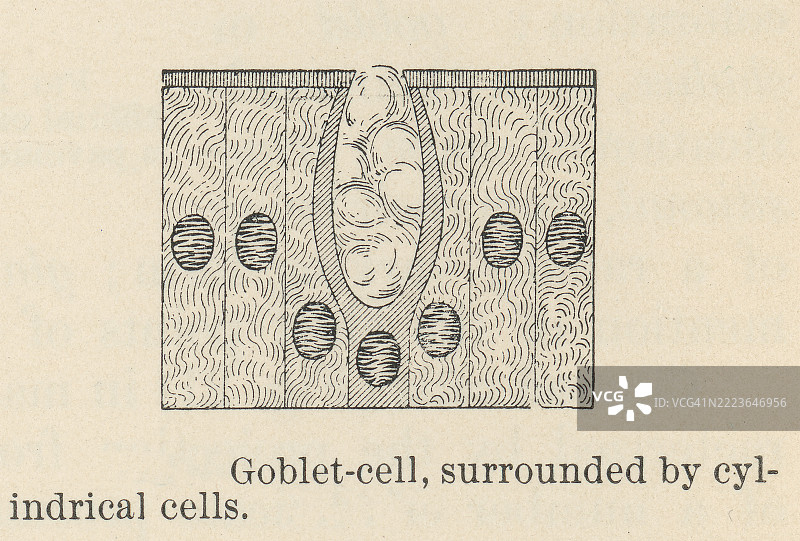 老式雕刻插图，展示了杯状细胞，这是一种产生和分泌粘液的特殊上皮细胞。图片素材