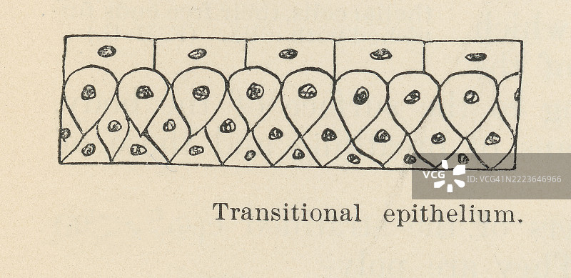 旧版雕刻插图，展示了过渡上皮，这是一种在尿道中发现的特殊类型的分层上皮。图片素材