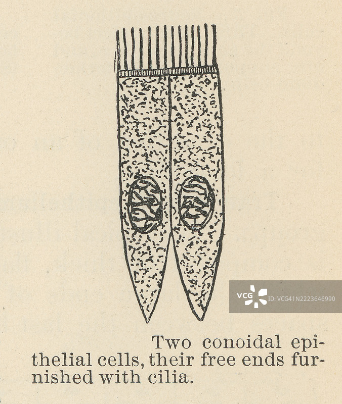 老式雕刻插图，展示了两个立方上皮细胞，它们的自由端装有纤毛图片素材