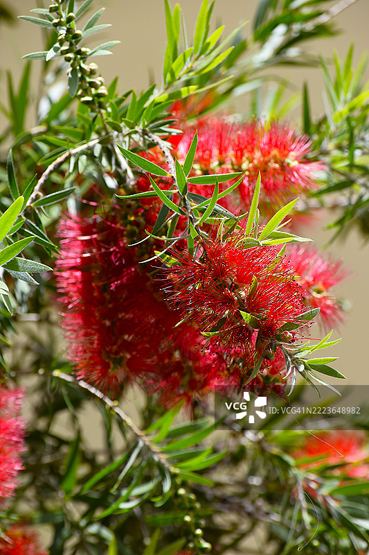 金合欢花盛开，常见的红色瓶刷花图片素材