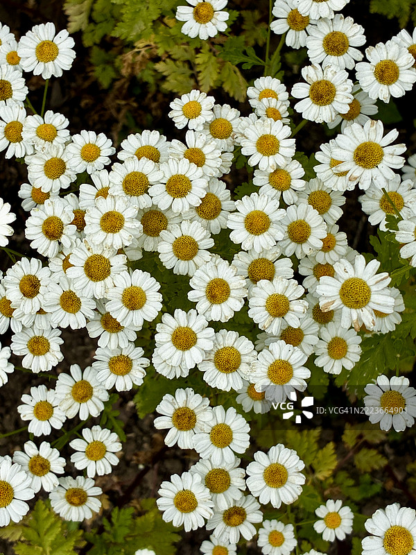 千里香花图片素材