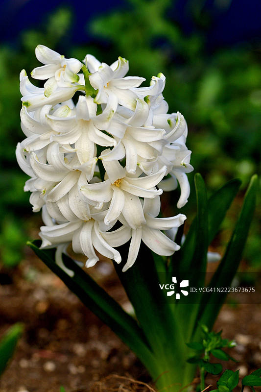 各种颜色的风信子花图片素材