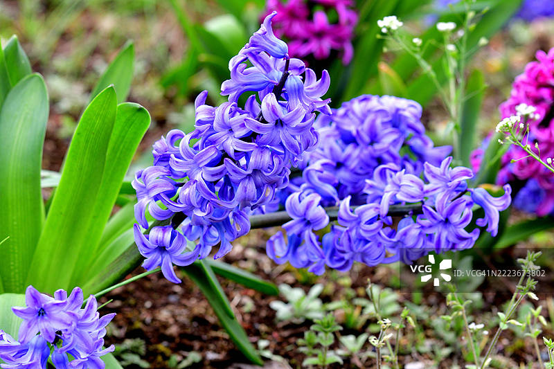 各种颜色的风信子花图片素材