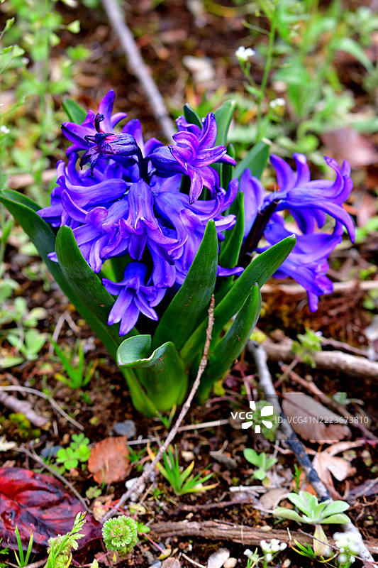 各种颜色的风信子花图片素材