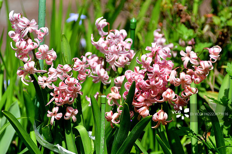 各种颜色的风信子花图片素材