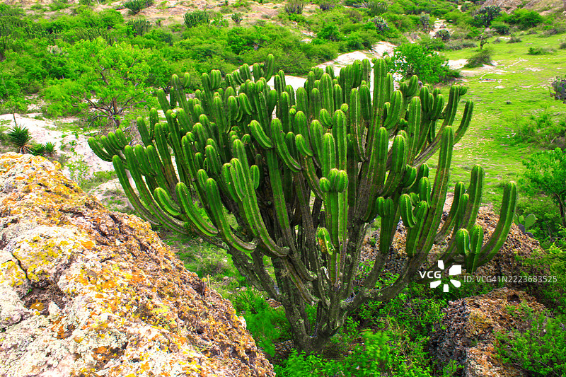 瓦哈卡风景中的管风琴仙人掌特写图片素材