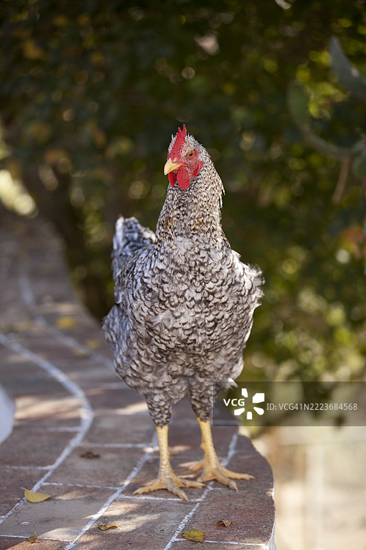 放养鸡图片素材