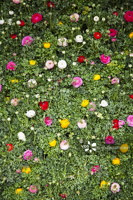 高角度俯瞰开满白色雏菊的草地图片素材