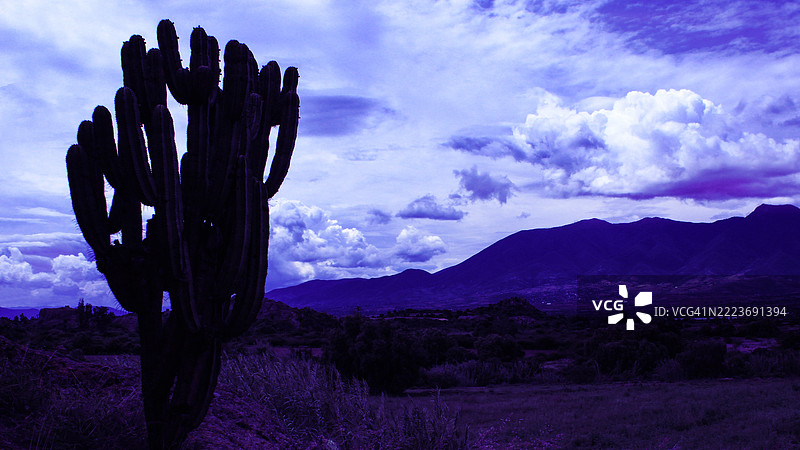高对比度的沙漠风景，仙人掌的轮廓。图片素材