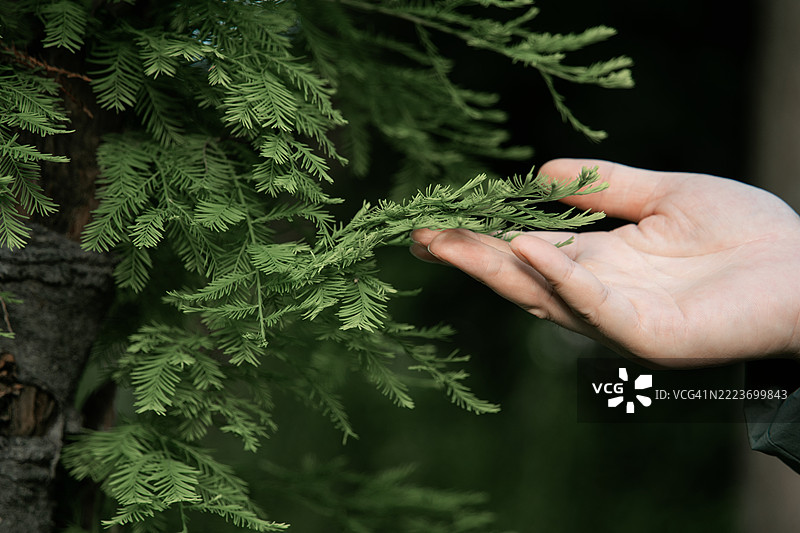 手握叶子的特写镜头图片素材