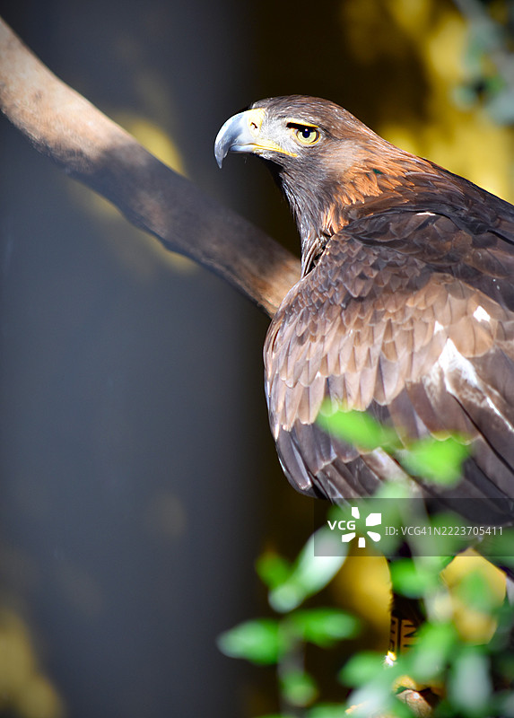 伊比利亚帝雕（西班牙）图片素材