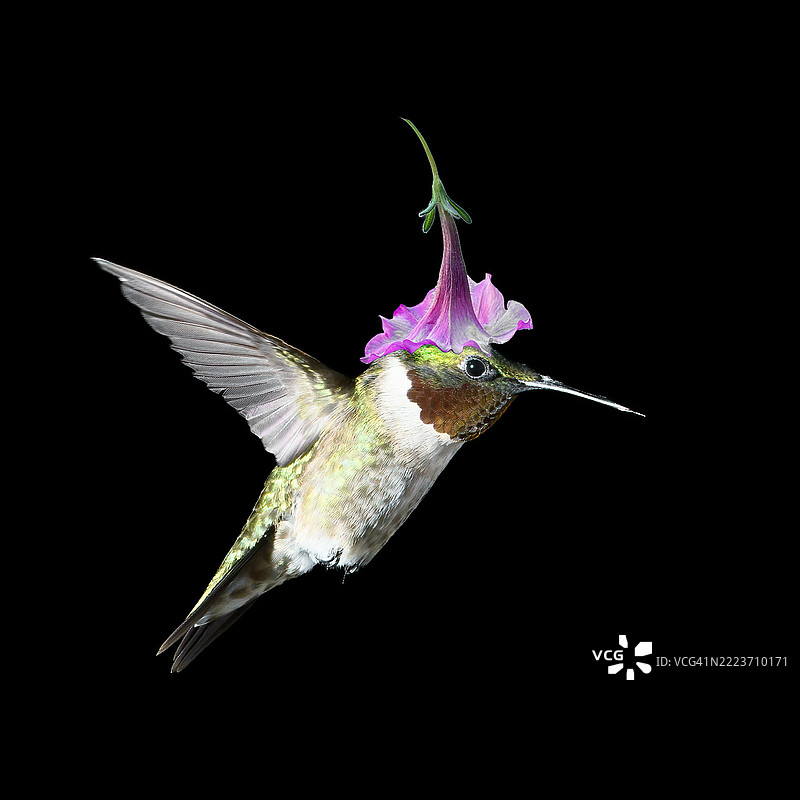 一只戴着帽子的蜂鸟照片合成图图片素材